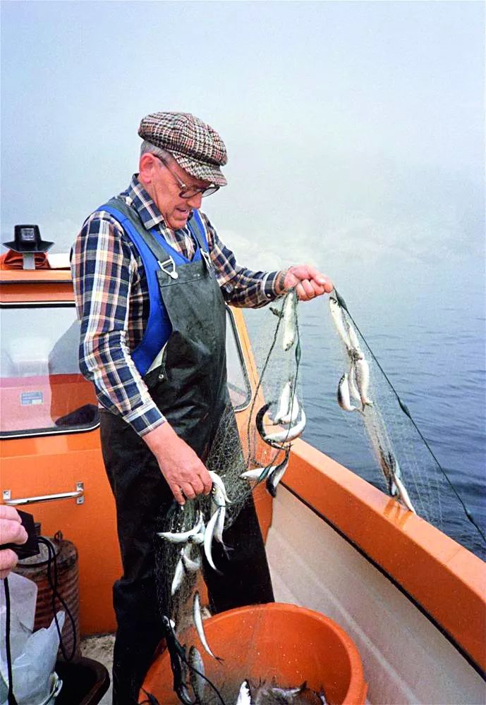 世界第一臭的食物,挑战世界最臭食物瑞典鲱鱼