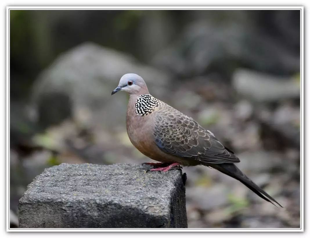 保护野生动物和生态文明建设,保护野生动物检察机关