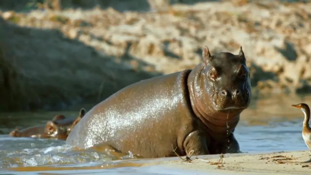 惊掉网友下巴的画面,豆瓣9.1分令人绝望