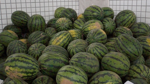 广州市水果市场热闹吗,广州水果市场有杨梅