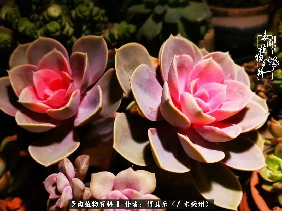 我的阳台“肉园”，看着它们，亦可醉生梦死了