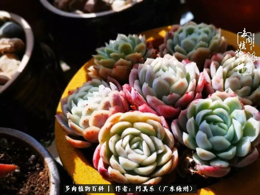 我的阳台“肉园”，看着它们，亦可醉生梦死了