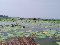 微山湖观荷花,青荷盖绿水微山湖十万亩荷花盛放