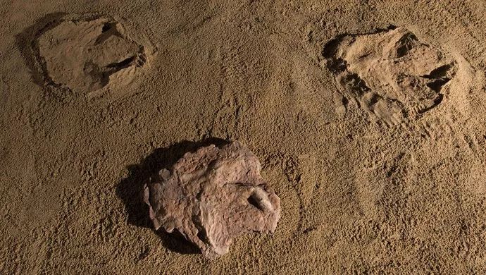 江西出土亚洲首例霸王龙足迹 (出土巨型霸王龙)