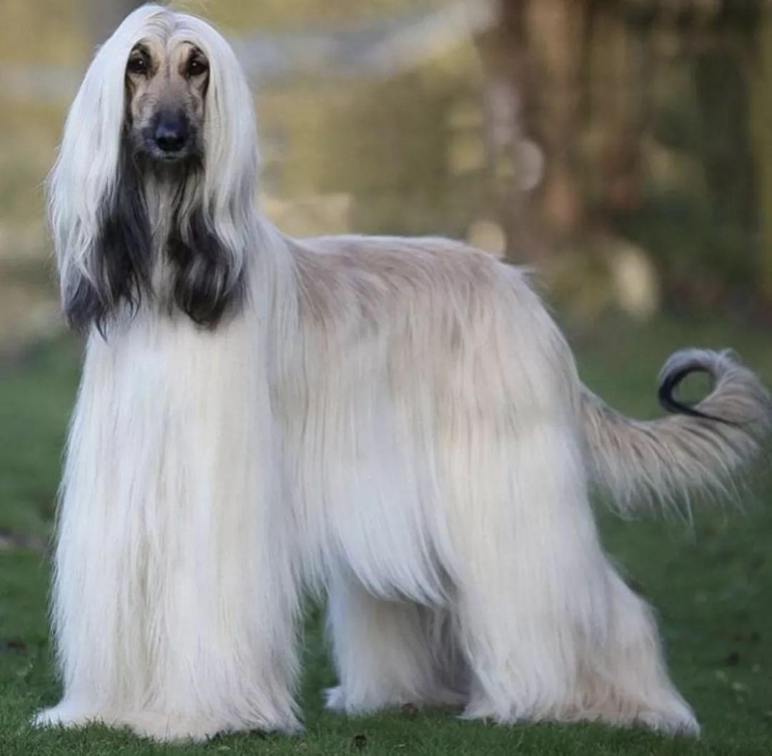 12种爱犬领你参观它们的老家