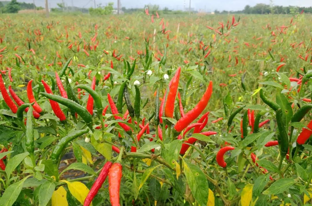 这绝对是世界上最香辣的辣椒,广西什么辣椒最辣最好吃
