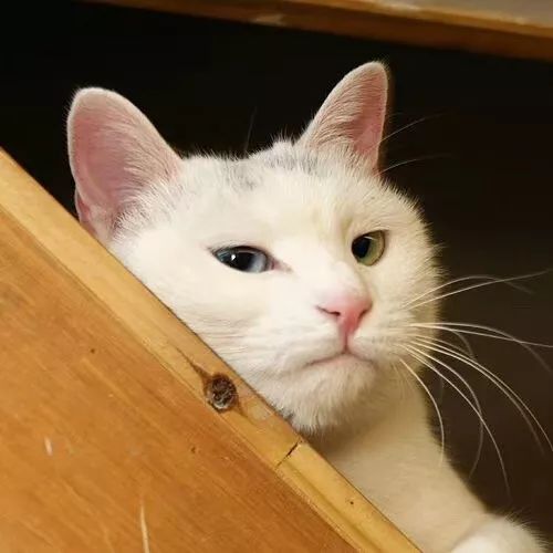 我用了19年，终于读懂了猫的情绪