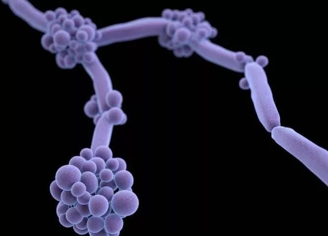 念珠菌最怕的三种抗真菌东西,念珠菌性疾病有哪些