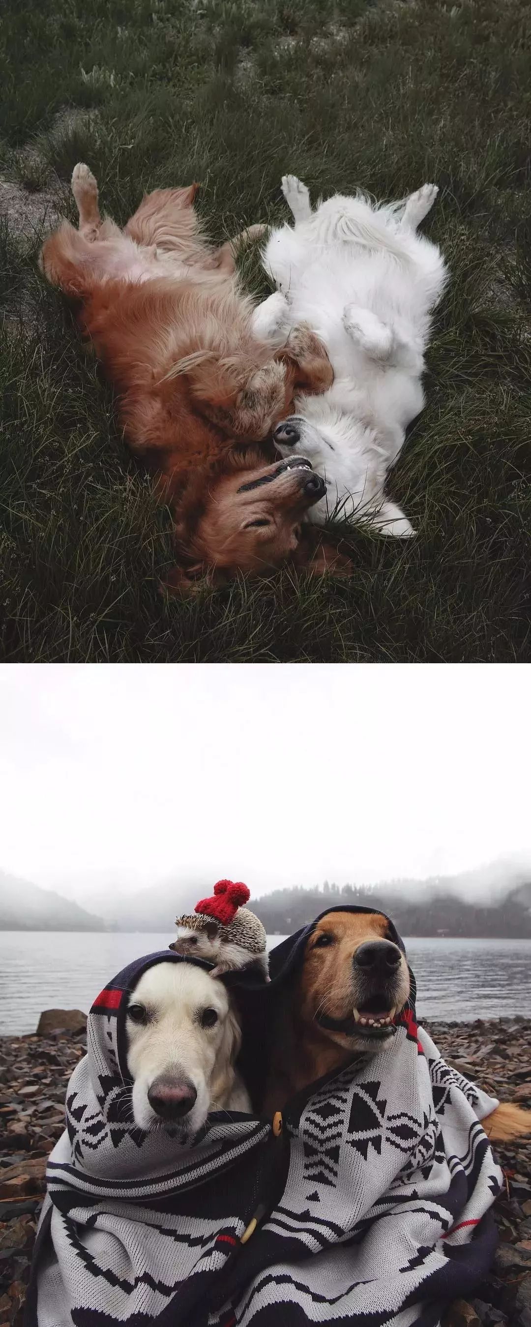 请不要点开音频,让人羡慕的金毛