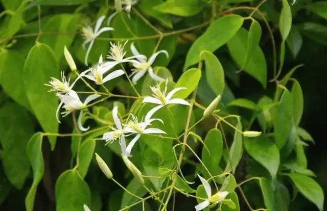 一吹即散的蒲公英图片,一吹就散的蒲公英抖音视频