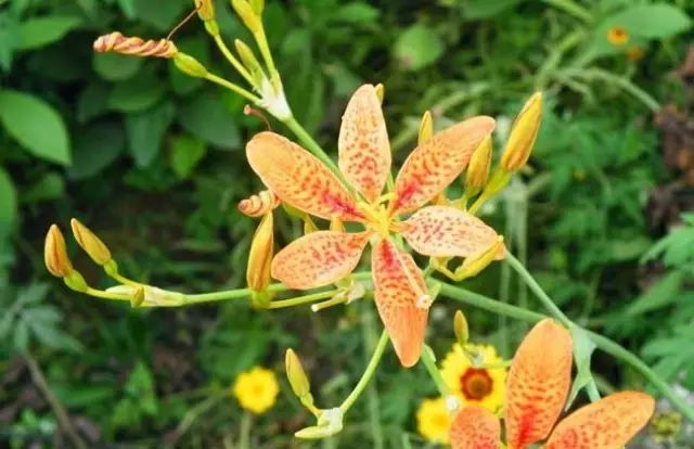 一吹就散的蒲公英抖音视频,一吹即散的蒲公英图片