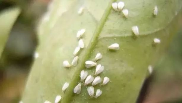 秋梢如何防治病虫害,注意秋梢之后的防落果管理