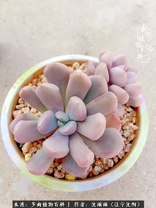 心若向阳无惧晴天,心若向阳不畏风雨