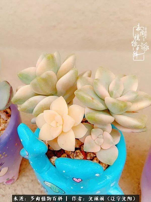 心若向阳无惧晴天,心若向阳不畏风雨