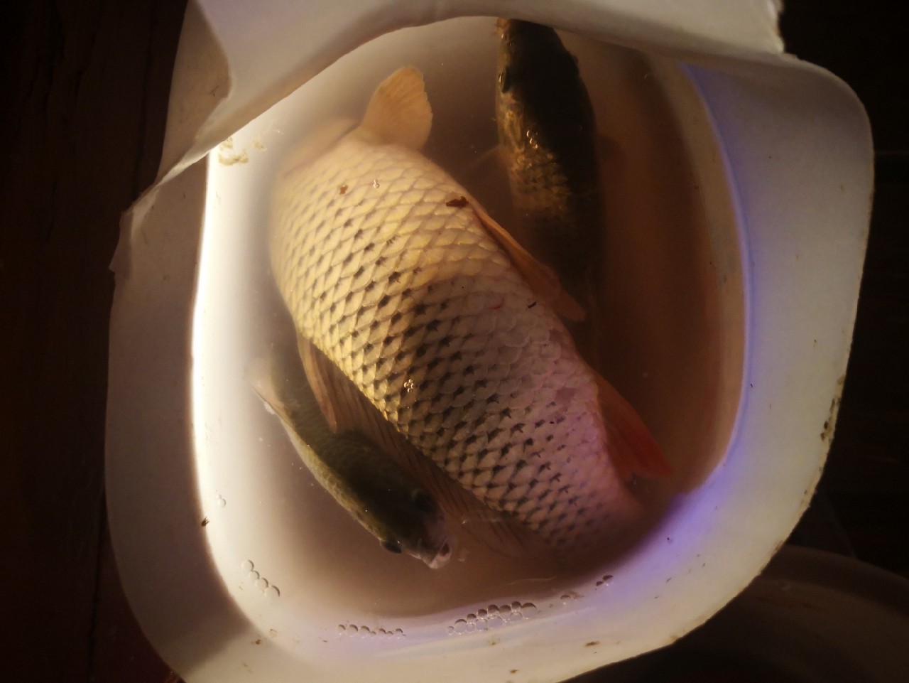 夜钓约会,夜钓男人的浪漫