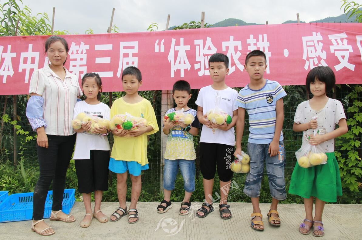 清溪黄桃园开展采摘活动,清溪龙凤维刚黄桃采摘园