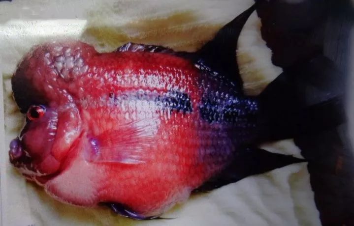 一次沉痛的教训,一次惨痛的血的教训