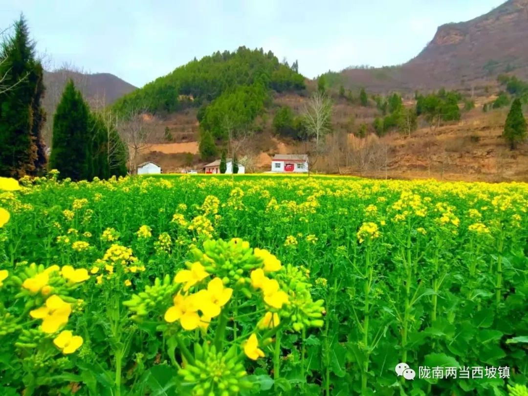 合作社带头贫困户增收,农民专业合作社带动贫困户分红