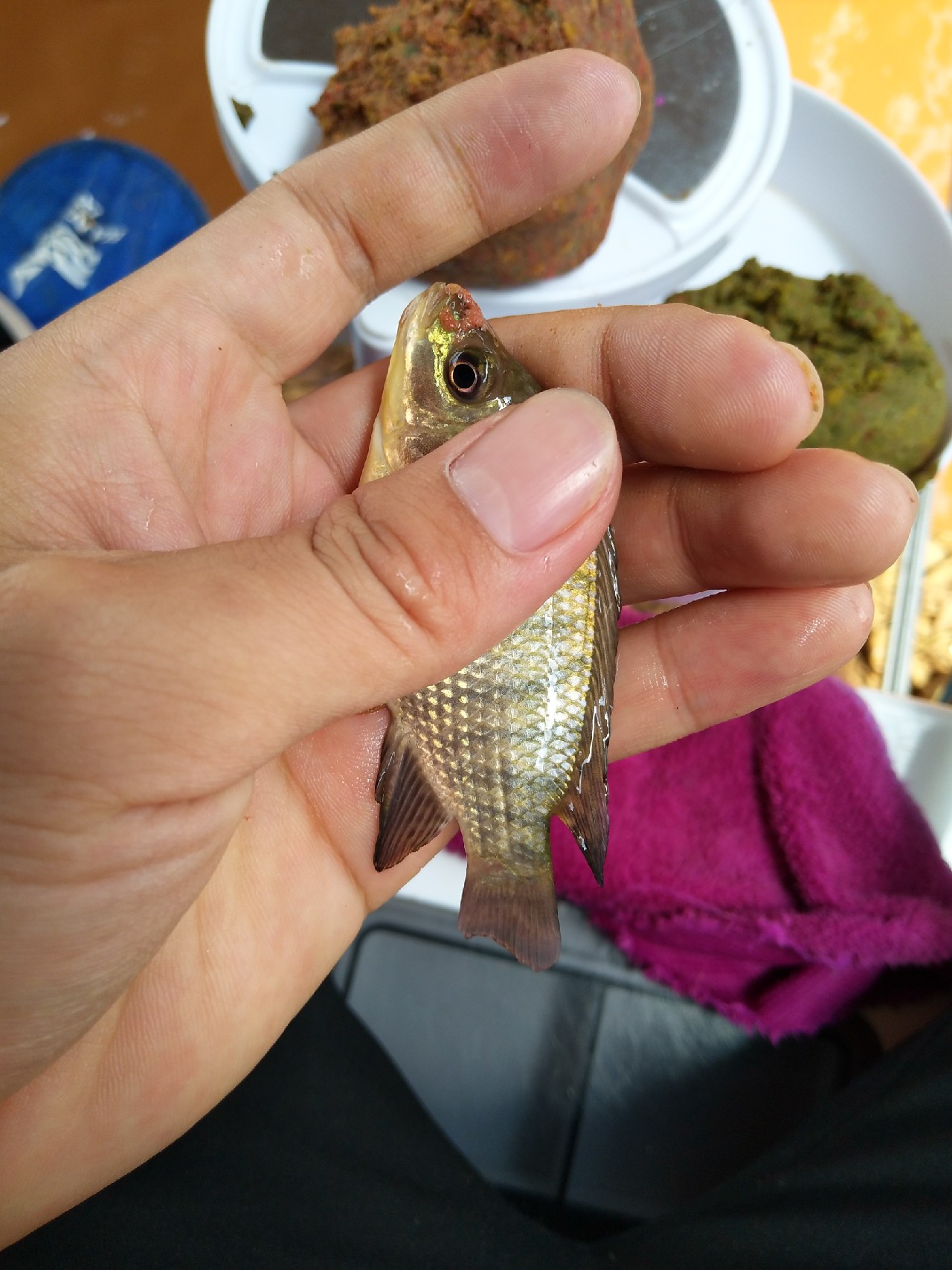 一不小心成坑冠，奈何狂拉还是败给网工...