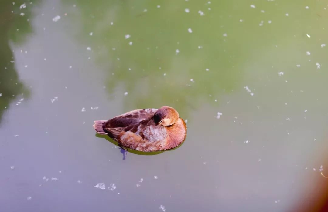 爱情表白最感动的句子古诗,古人描写爱情的古诗词100句