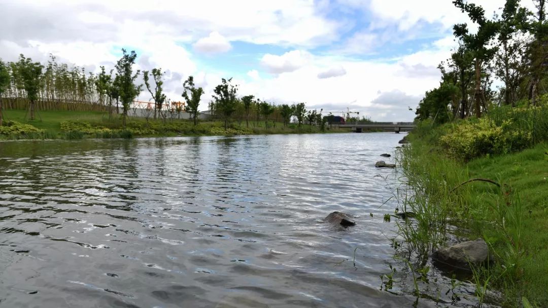 【图说】徐泾水环境“成绩单”出炉,一组图片眼见为实