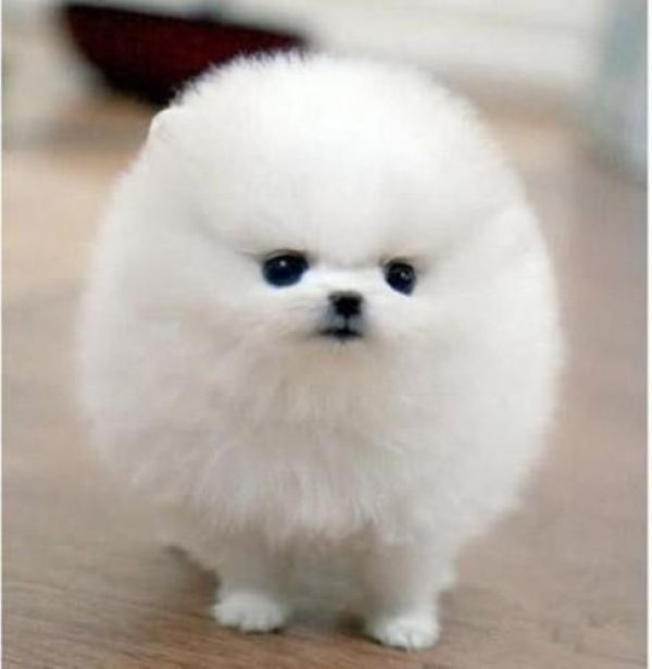 狗狗拉肚子尿血后怎么护理,狗狗拉肚子原因及简单处理方法