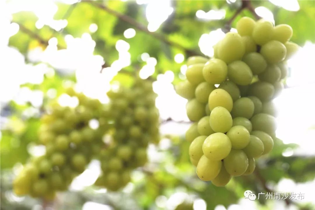 涓ぇ鍗氬＋鍏婚奔,涓ぇ鍗氬＋