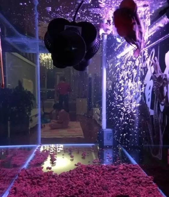 罗汉鱼开缸全过程,罗汉缸需要多少钱