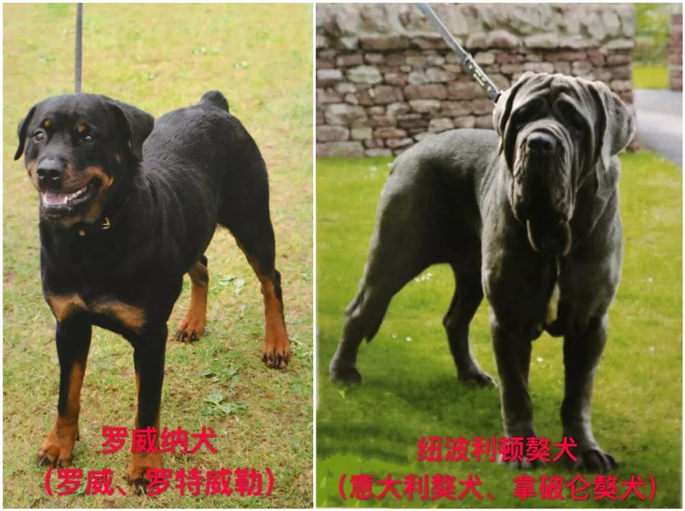 天津烈性犬,天津禁养犬重点管理区域划分