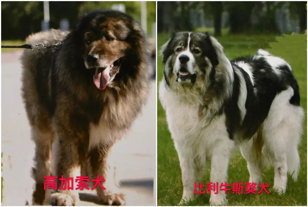 天津烈性犬,天津禁养犬重点管理区域划分
