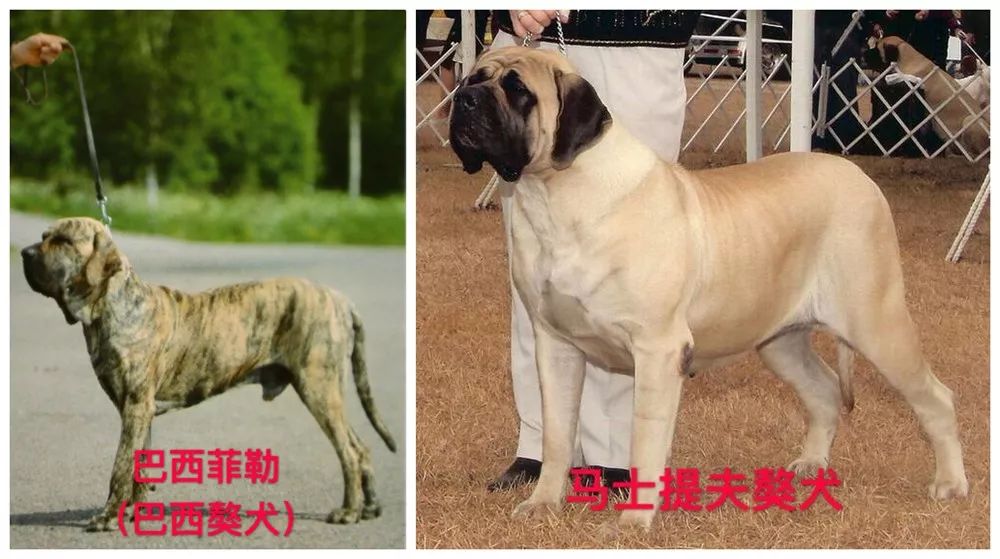天津烈性犬,天津禁养犬重点管理区域划分