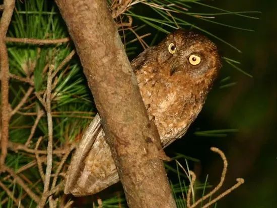 日本人心中的xjapan,日本人心中的圣地在哪