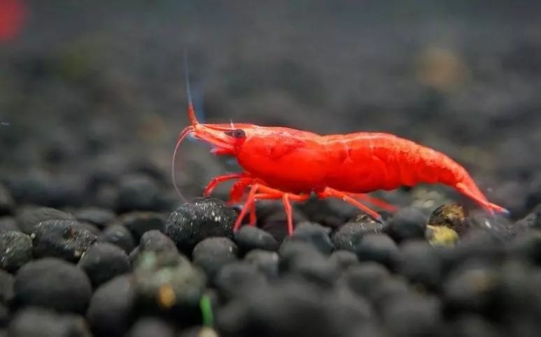 草缸观赏虾品种与养殖,观赏虾哪种在草缸里最好看