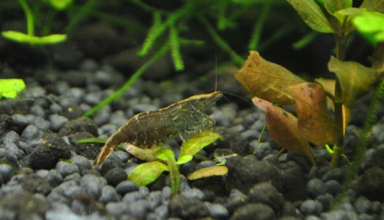 草缸观赏虾品种与养殖,观赏虾哪种在草缸里最好看