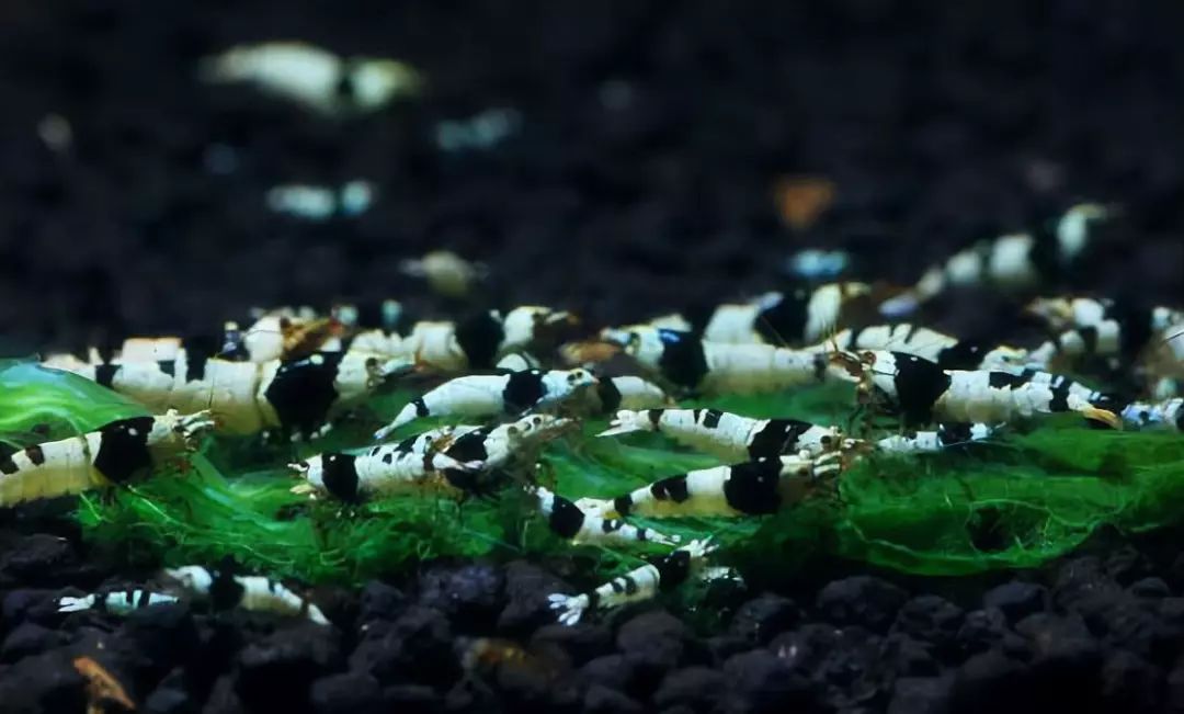 草缸观赏虾品种与养殖,观赏虾哪种在草缸里最好看