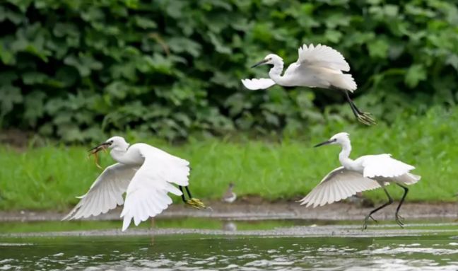 永年城区改造,永年城镇化建设