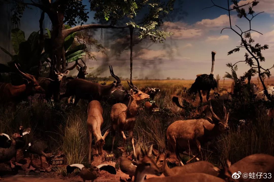 “火”上了央视!没想到夜晚的成都,居然藏了这么多耍法