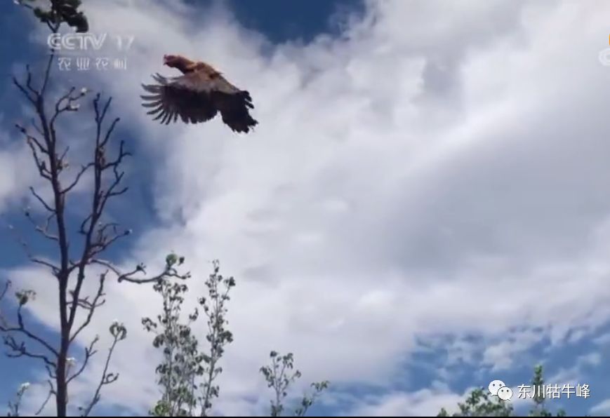 东川茶花仙子,茶花仙子诗全文