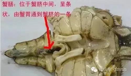 街头开车卖冻螃蟹被骗怎么办,长春路边卖螃蟹