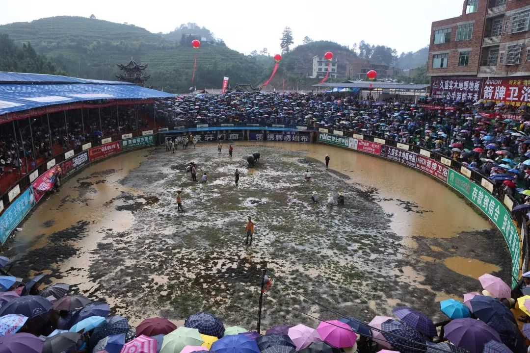 甲良奖牛王争霸赛,荔波甲良2018牛王争霸赛视频直播