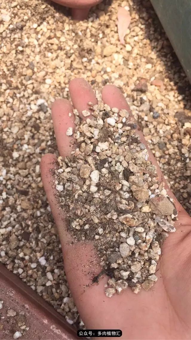 韩国多肉怎么买才好看,韩国多肉和国内有什么区别