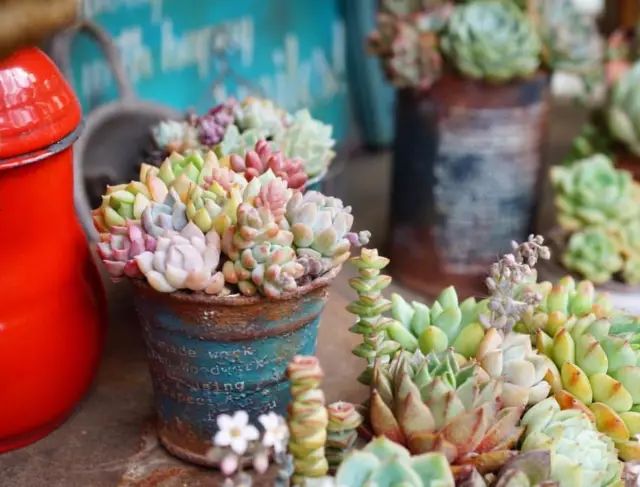 当破铜烂铁碰上多肉，这美度居然还能翻倍