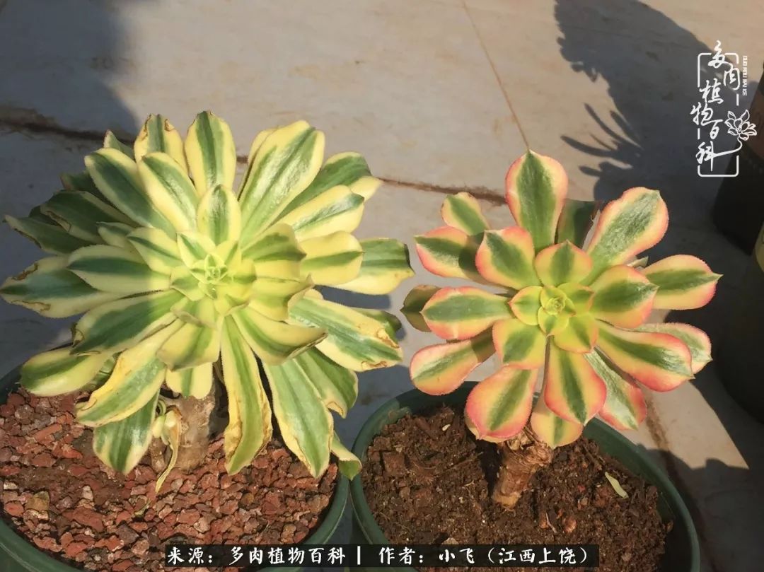 多肉法师品种科普之常见法师锦,法师多肉新品种锦光辉