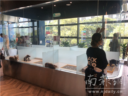 为小动物建造豪宅,为小动物建个房子