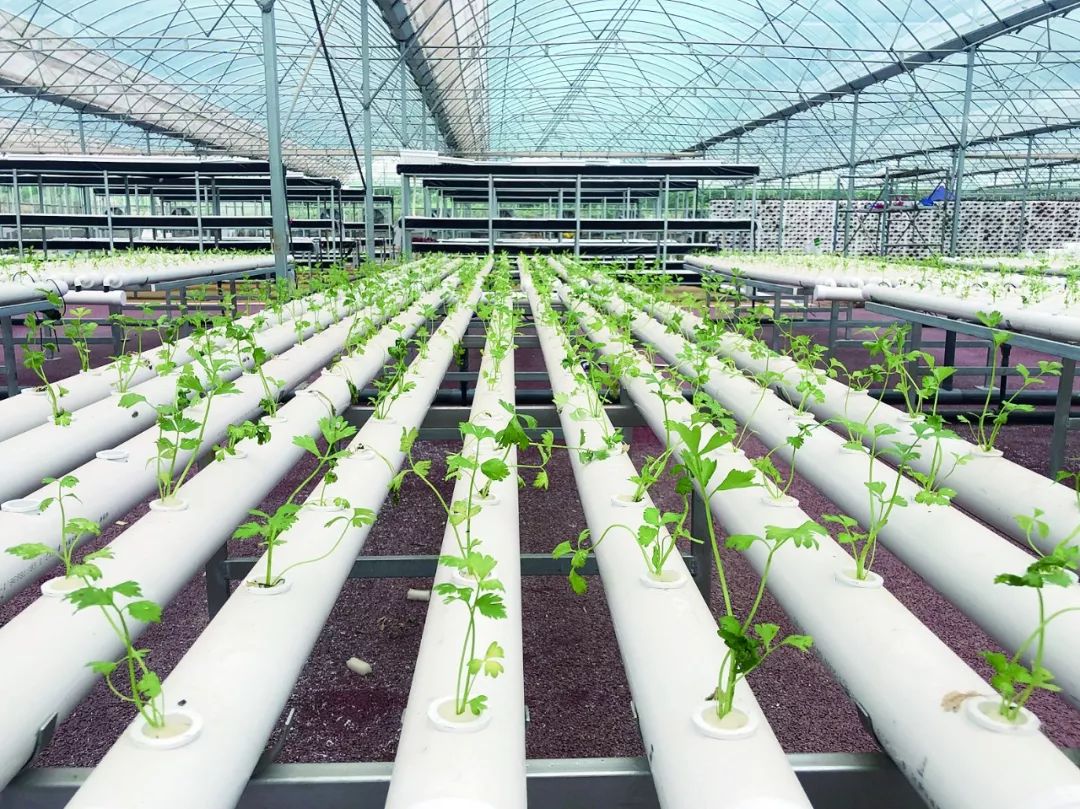 【田园】好多种蔬菜，走，下孟津田里，采摘去