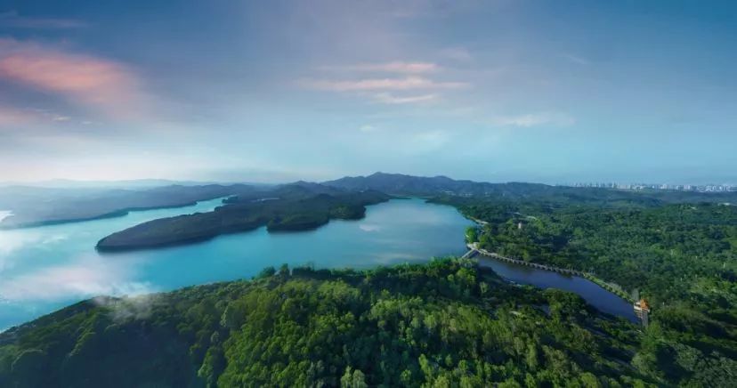 你为什么错过深圳湾,错过深圳