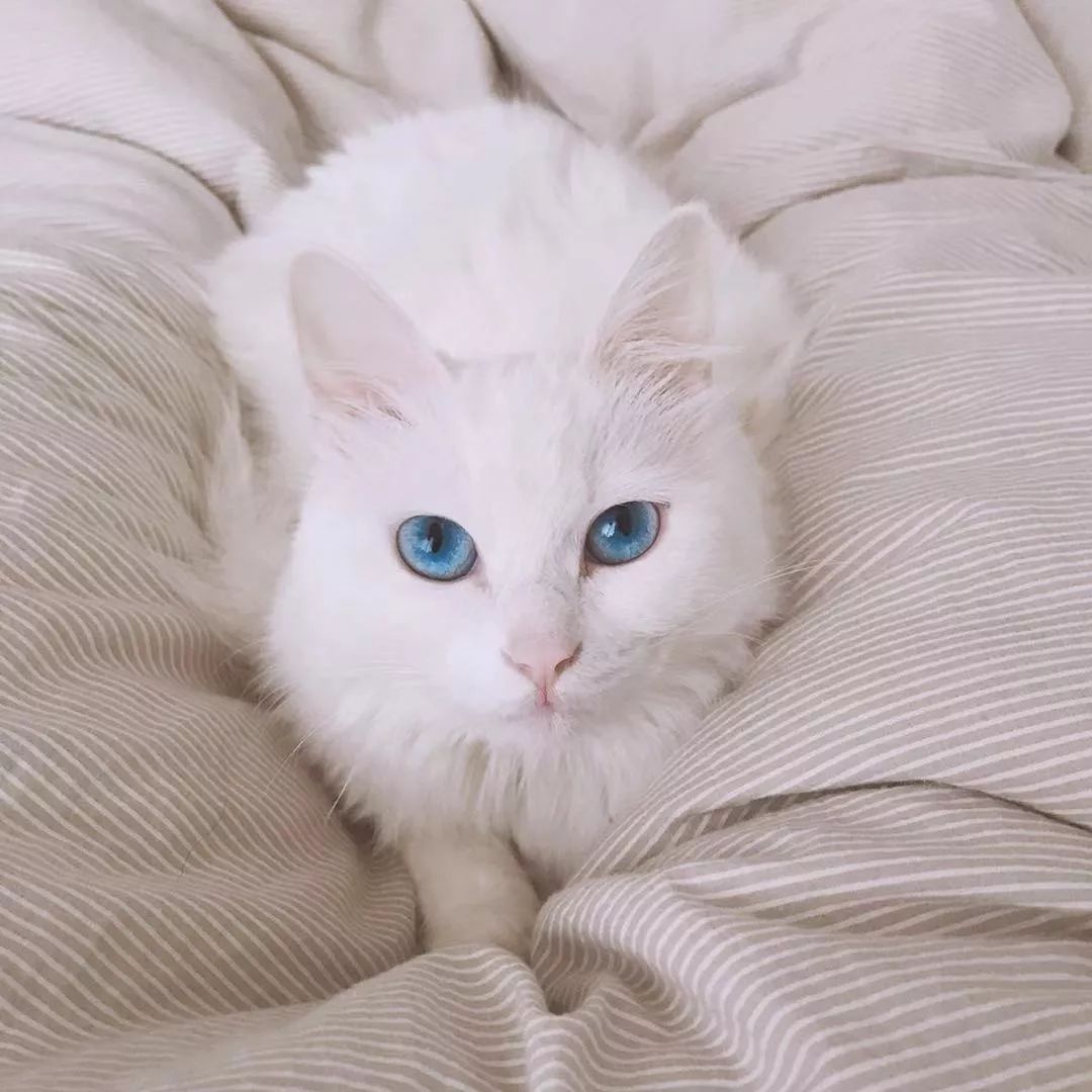 猫知道想主人吗,猫知道下雨下雪