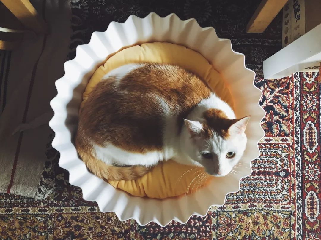 猫知道想主人吗,猫知道下雨下雪