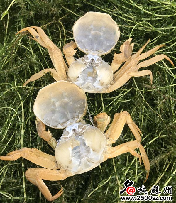 阳澄湖大闸蟹开捕和结束时间,阳澄湖大闸蟹即将正式开捕