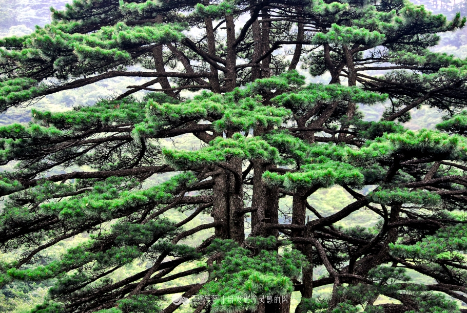 黄山为什么烟雾缭绕,黄山禁烟严不严